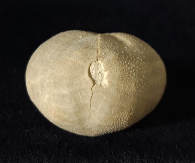 Pliotoxaster buitronae FORNER & VALLS 2019 - Bild © FossNet FossilienStore
